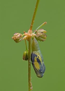 Dainty Sulphur chrysalis